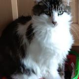 Picture of cat lost at Beaumont Saint Cyr