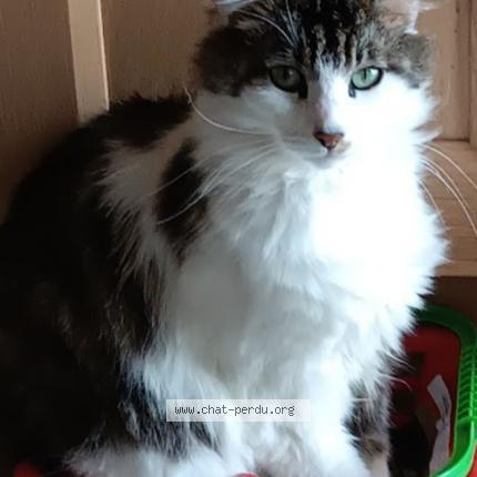 Photo 1/1 Wiki Chat lost in Beaumont saint cyr