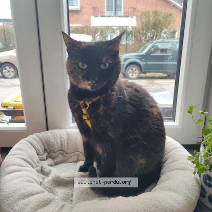 Foto van vermiste kat in Berneau