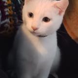 Picture of cat lost at Saint Pantaleon De Larche