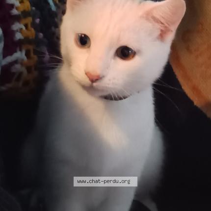 Photo 1/1 Emy Chat lost in Saint pantaleon de larche