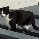 Picture of cat lost at Noisy Le Sec