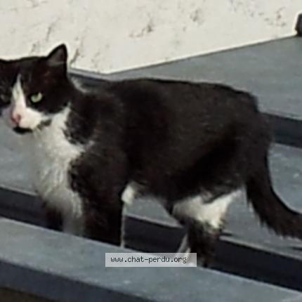 Photo 1/3 MACAO Chat lost in Noisy le sec