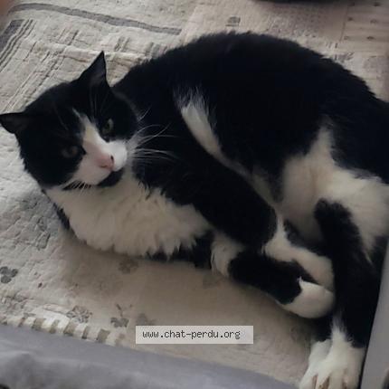 Photo 2/3 MACAO Chat lost in Noisy le sec