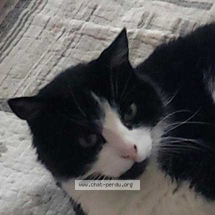 Photo 3/3 MACAO Chat lost in Noisy le sec