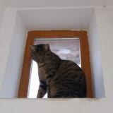 Picture of cat lost at Wittenheim