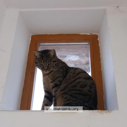 Photo 1/1 Mozart Chat lost in Wittenheim