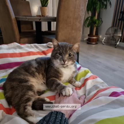 Photo 1/1 Patate Chat lost in Ollainville