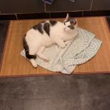 Picture of cat lost at Meauce