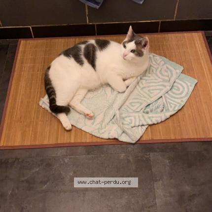 Photo 1/1 Diablo Chat lost in Meauce