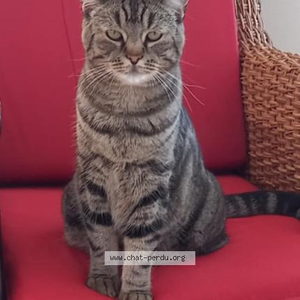 Foto van vermiste kat in Wavre