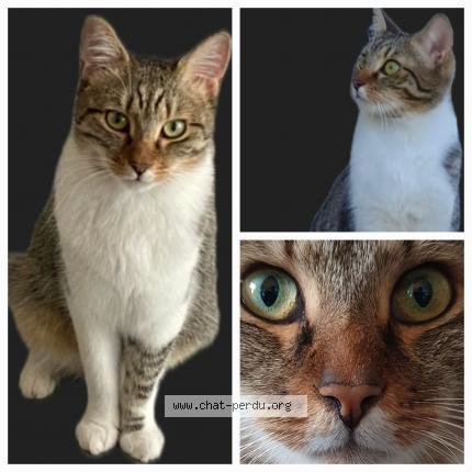 Photo 1/1 NUTS Chat lost in Villemoisson sur orge 91360