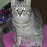 Picture of cat lost at Grabels