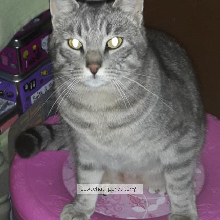 Photo 1/1 Louis Chat lost in Grabels