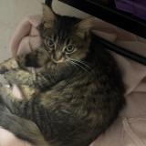 Picture of cat lost at Chenove