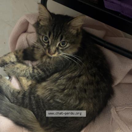 Photo 1/1 Romy Chat lost in Chenove