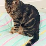 Picture of cat lost at Toulouse