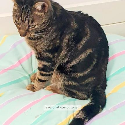 Photo 1/2 Zigzag Chat lost in Toulouse