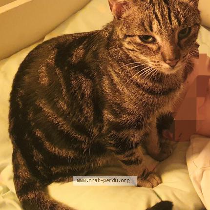 Photo 2/2 Zigzag Chat lost in Toulouse