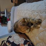 Kitty