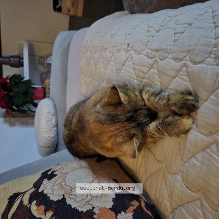 Foto 1/1 Wiedergefundene Katze Verloren in Villars Sous Yens