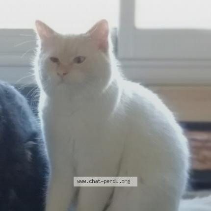 Photo 1/1 Sally Chat lost in St gervais