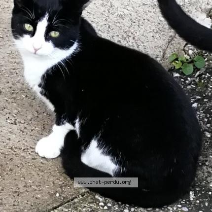 Photo 1/1 PAS ENCORE DE PRENOM DEFINITIF Chat lost in Rompon