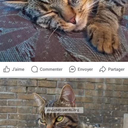 Foto 1/1 Kat teruggevonden Vermist in Champion
