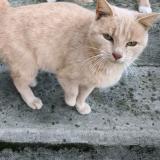 Picture of cat lost at Vervins