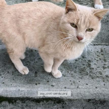 Photo 1/1 Rouquinette Chat lost in Vervins