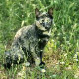 Picture of cat lost at Sagone