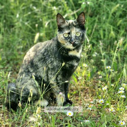 Photo 1/1 LUCIOLA Chat lost in Sagone