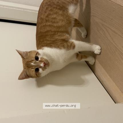 Photo 1/1 Found cat Found in Lavigny