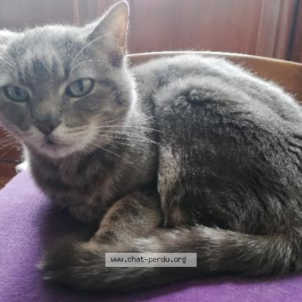 Photo 1/1 Minoute Chat lost in Montigny les metz