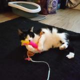 Picture of cat lost at Voiron