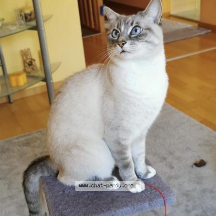 Foto 1/1 Gatto ritrovato Smarrito a Geneve