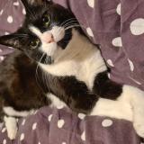 Picture of cat lost at Montauban