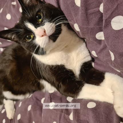 Photo 1/1 Freya Chat lost in Montauban