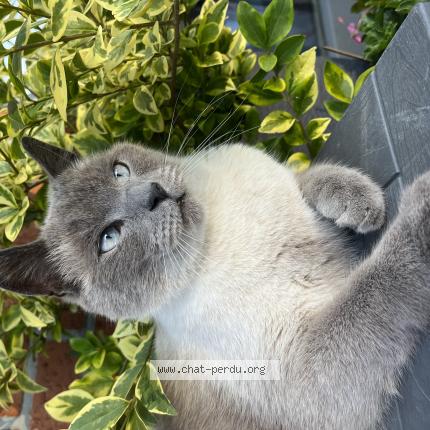 Foto 1/1 Kat teruggevonden Vermist in Sart Bernard