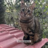 Picture of cat lost at Marseille