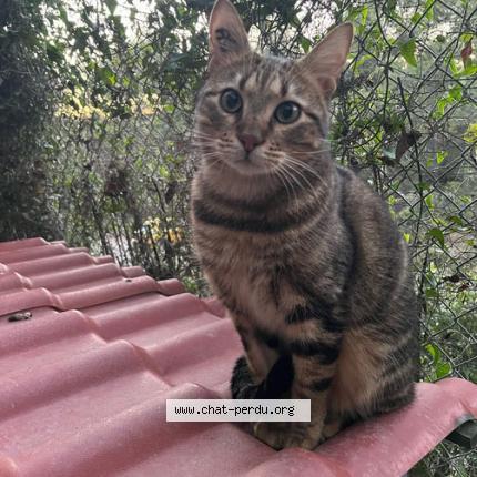 Photo 1/1 LEWIS Chat lost in Marseille