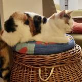 Picture of cat lost at Marly