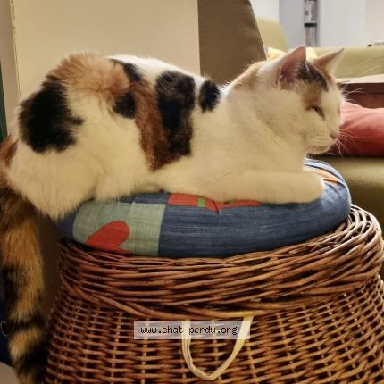 Photo 1/1 Luciole Chat lost in Marly