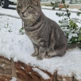 Picture of cat lost at Schweighouse Sur Moder
