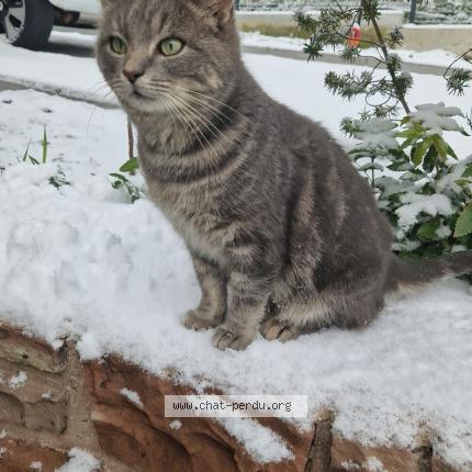 Photo 1/1 Pepsy Chat lost in Schweighouse sur moder