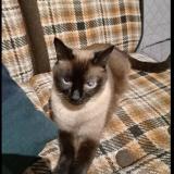 Picture of cat lost at Roiffe