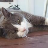 Picture of cat lost at Pessac