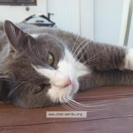 Photo 1/1 Kiwi Chat lost in Pessac