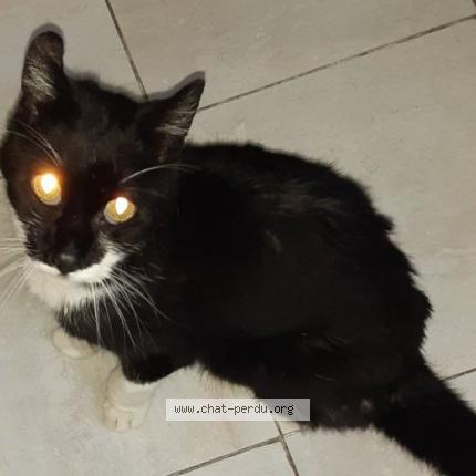 Foto 1/1 Kat teruggevonden Gevonden in Schaerbeek