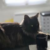 Picture of cat lost at Rieux